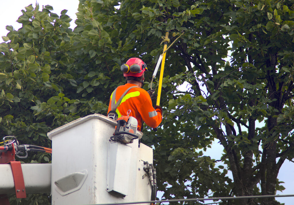Worker trimming trees